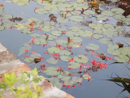 pond with lotus leaves and sprinkled red flowers